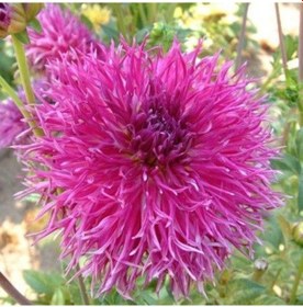 Resim Dentelle DForestier Dahlia Yıldız Çiçeği Soğanı Yumrusu 1 Adet 