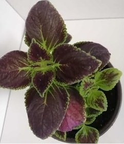 Resim Yaprak Güzeli Çiçeği, DEYSI0068000 