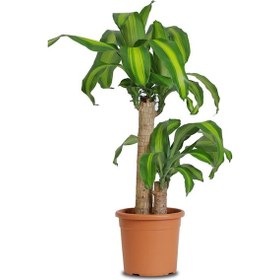 Resim Dracaena Massangeana (2 kök-100 cm) 