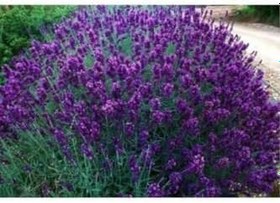 Resim Lavanta Fidanı (Kokulu) (Tüplü Veya Saksılı) Lavanta Fidanı ( 