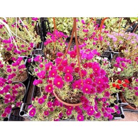 Resim İzmir Güzeli Çiçeği 2 Adet - Askılı Saksıda 