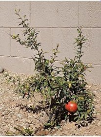 Resim Videolu 1 Adet Bodur Süs Narı Fidanı 25-40 Cm Saksılı Çiçekli Bodur Bitkiler Dwarf Pomegranate 
