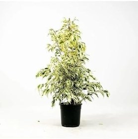 Resim Videolu Dikkat Çeken Alacalı Benjamin Çiçeği Fidanı 50-70 Cm Saksılı Çiçekli Bodur Ficus Benjamina 