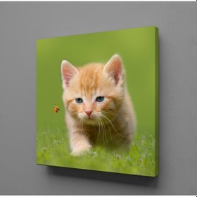 Resim Yavru Kedi Kanvas Tablo 25x25cm 