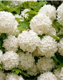 Resim Çınar Kartopu Çiçeği 50 80 Cm Tüplü 