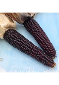 Resim Ata Tohumları Geleneksel Japonica Striped Mısır Tohumu 10 Tohum 