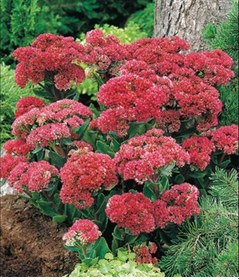 Resim Kuraklığa Ve Soğuğa Dayanıklı Yayılıcı Sedum Munstead Dark Red Taş Çiçeği Soğanı 1 Adet 