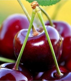 Resim 4 Yaş Aşılı Z 900 Kiraz Fidanı 