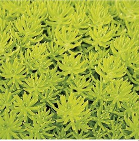 Resim Sarı Sedum - Stonecrop Askılı Saksıda 3 Adet 