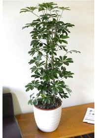 Resim Şeflera Bitkisi 