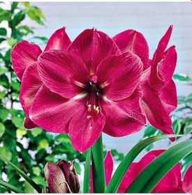 Resim Amaryllis Hercules Kokulu Güzel Hatun Çiçeği Soğanı 1 Adet 