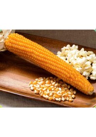 Resim AGRodal Tarım Patlak Mısır Popcorn Cin Mısır Tohumu 50 Adet Tohum 