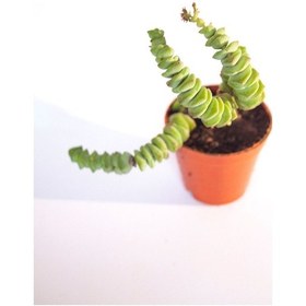 Resim Crassulla Perforata Sukulent Tekli 5,5 Cm Saksıda 