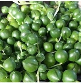 Resim Tesbih-boncuk Çiçeği Sukulent.senekio klenia Rowleyanus 8 Lik 