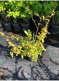 Resim Videolu Bol Çiçekli Yörük Gelini Ağacı Fidanı 1 Adet 40-70Cm (Japanese Quince) Süs Bitkisi 