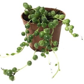 Resim Senecio Herreianus (Tesbih Çiçeği) Ø5,5 CM Y0-10 CM 