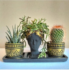 Resim Kaktüs & Haworthia Zebra & Rhipsalis 3'lü Sukulent Seti | Helen Siyah & Gold Seri 