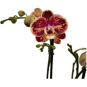 Resim Phalaenopsis 'Spears' (Bordo Orkide) Ø12 CM Y70-80 CM 