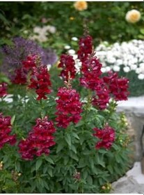 Resim Videolu 1 Adet Kırmızı Aslan Ağzı Çiçeği Fidesi 10-20 Cm Tüplü Çiçekli Bodur Antirrhinum Majus 