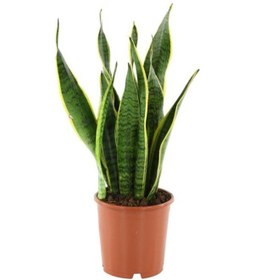Resim Paşa Kılıcı Çiçeği Sanseveria 50-60 Cm 