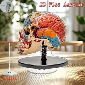Resim 2D Düz, 360° Dönebilen Anatomik Kafatası ve Beyin Modeli - Renk Kodlu Beyin Bölümleri ile Eğitici Nörobilim Dekoru, Güç Gerektirmez, Hafif Akrilik Masaüstü Sergileme, Tıp, Biyoloji, Psikoloji Dersleri veya Diş Dekorasyonu İçin İdeal - Detaylı Tasarım, Yüksek Kaliteli Akrilik, Dayanıklı Yapı, 2D Düz 