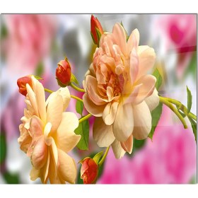 Resim Olinpa Cam Ocak Arkası Koruyucu | Isimli 