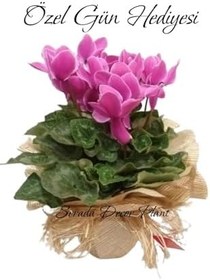 Resim Pembe Sıklamen Çiçeği (Cyclamen) Öğretmenler Günü Hediyesi Hediye Paketli 