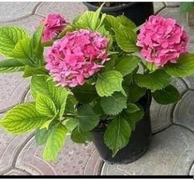 Resim Ortanca Çiçeği Ortanca Canlı Çiçek Pembe 