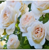 Resim Tüplü Cream Fc Multin Goncallı Beyaz Yediveren Soğuklara Dayanıklı Gül Fidanı 