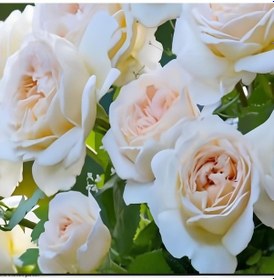 Resim Tüplü Cream Fc Multin Goncallı Beyaz Yediveren Soğuklara Dayanıklı Gül Fidanı 