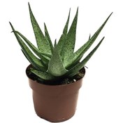 Resim Aloe 'white Fox' Kaktüs 