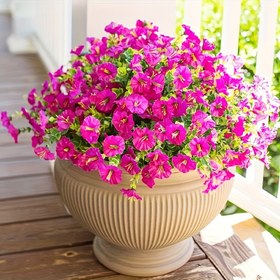 Resim 6-Bouquet Canlı Petunia Çiçekleri - Dış Mekan Dekoru İçin Gerçekçi Sahte Çiçekler, Verandalar, Güverte, Bahçeler ve Mevsimlik Kutlamalar İçin İdeal, Bahar/Yaz Dekoru İçin Mükemmel, Düğünler ve Ev Dekoru İçin İdeal, Kaplama Gerektirmez, Mevsimlik Dekor | Canlı Petunia Çiçekleri | Sahte Çiçekler, Petunia Bitkisi 