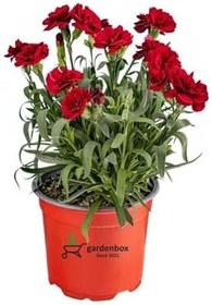 Resim Kadınlar Günüze Özel Avantajlı Ürün Kokulu Kırmızı Karanfil Çiçeği 15-25Cm 