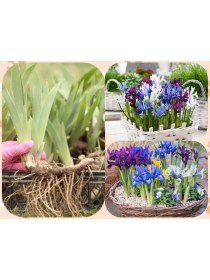 Resim 3 Adet Saksılık Iris Süsen Soğanı Germany Iris 