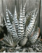 Resim Haworthia Attenuata Albino 5 Adet 