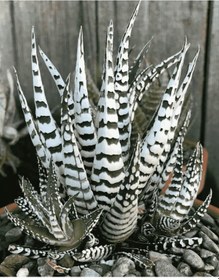 Resim Haworthia Attenuata Albino 5 Adet 