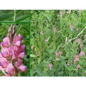 Resim 10.000 Adet Kemirgen Yemi Korunga Tohumu 