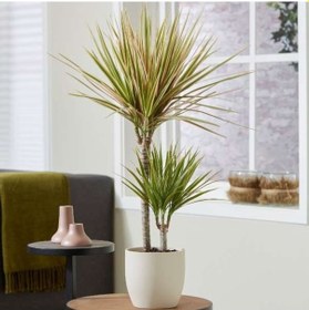 Resim Madagaskar Dragon Ağacı – Dracaena Marginata Alacalı 2 Gövdeli 