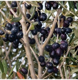 Resim Her İklime Uygun Sıkımlık Ve Sofralık Tüplü Sürmene Zeytini Fidanı 