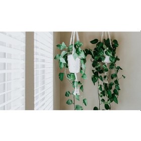 Resim Alacalı Pothos Sarmaşığı& Yeşil Pothos Sarmaşığı- Askılı Saksıda 