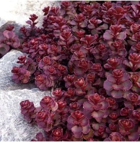 Resim Sedum Vodoo Kırmızı Dam Koruğu Yer Örtücü Yayılıcı Bitki 135 Ad 
