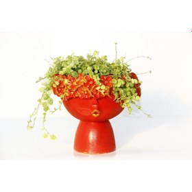 Resim Pilea Glauca Dostluk Çiçeği Dekoratif Kırmızı Saksıda 2 Adet 