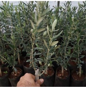 Resim Tüplü Ispanyol Erkenci Bodur Arbequina Zeytin Fidanı 2 Yaşlı 