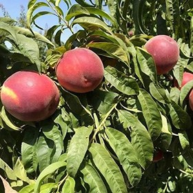 Resim Tüplü Aşılı Geçci Kendine Verimli Monreo Şeftali Fidanı 