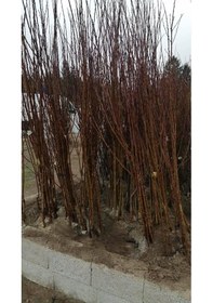 Resim Açık Köklü Amasya Elması Fidanı 