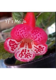 Resim Özel Çeşit Yf's Meija Kohleria Japon Küpelisi Çiçeği Fidesi Mini Potta 