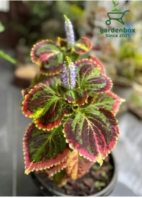 Resim Kolyos Yaprak Güzeli Çiçeği 1 Adet 10-20 Cm Saksılı 