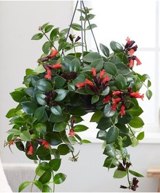 Resim Ruj Çiçeği - Askılı Saksıda 