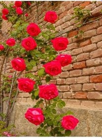 Resim Videolu Kırmızı Sarmaşık Gül Fidanı Kokulu (90 140 Cm)1 Adet Tüplü Aşılı Gül Red Rose 