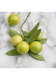 Resim Tüplü Aşılı Aromatik Melez Limequat Fidanı 
